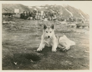Image of Took-to; one of the pups
